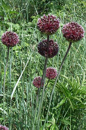 Allium atroviolaceum \ Schwarzviolett-Lauch, Kroatien Knin 2.6.2008