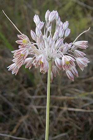 Allium tenuiflorum \ Zartbltiger Lauch / Slender Garlic, Kroatien/Croatia Šibenik 2.6.2008