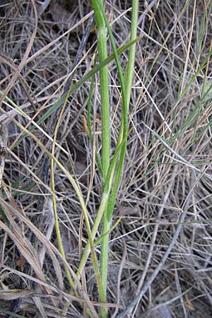 Allium sphaerocephalon \ Kugel-Lauch / Round-Headed Leek, Kroatien/Croatia Šibenik 2.6.2008