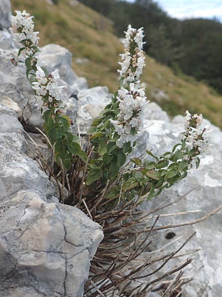 Micromeria thymifolia \ Balkan-Steinminze, Schein-Quendel, Kroatien Učka 12.8.2016