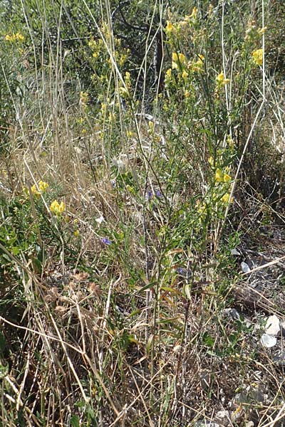 Linaria angustissima \ Italienisches Leinkraut, Kroatien Sveti Juray 18.8.2016