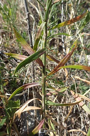 Linaria angustissima \ Italienisches Leinkraut / Narrow-Leaved Toadflax, Kroatien/Croatia Sveti Juray 18.8.2016