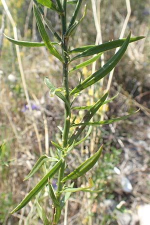 Linaria angustissima \ Italienisches Leinkraut / Narrow-Leaved Toadflax, Kroatien/Croatia Sveti Juray 18.8.2016