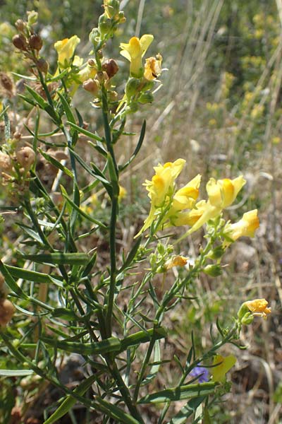 Linaria angustissima \ Italienisches Leinkraut / Narrow-Leaved Toadflax, Kroatien/Croatia Sveti Juray 18.8.2016