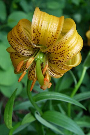 Lilium bosniacum \ Bosnische Lilie, Kroatien Plitvička 1.6.2008