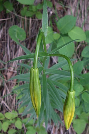 Lilium bosniacum \ Bosnische Lilie, Kroatien Plitvička 1.6.2008