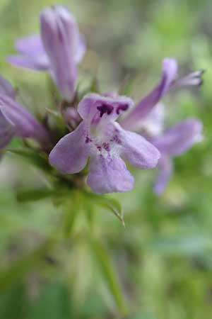 Satureja subspicata \ Zwerg-Bohnenkraut, Kroatien Velebit 18.8.2016