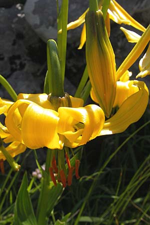 Lilium bosniacum \ Bosnische Lilie, Kroatien Velebit Zavizan 30.6.2010