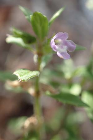 Clinopodium alpinum \ Alpen-Steinquendel, Alpen-Bergminze, Kroatien Velebit 18.8.2016