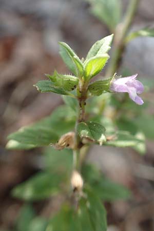 Clinopodium alpinum \ Alpen-Steinquendel, Alpen-Bergminze / Alpine Calamint, Kroatien/Croatia Velebit 18.8.2016