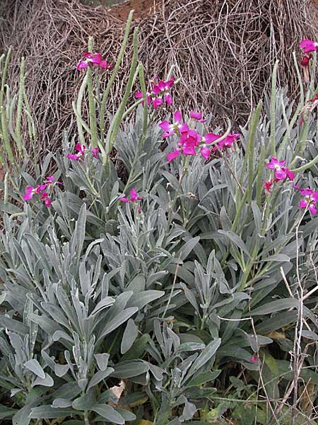 Matthiola incana \ Graue Levkoje, Kroatien Istrien, Premantura 30.5.2006