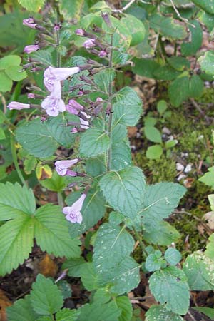 Clinopodium menthifolium subsp. menthifolium \ Wald-Bergminze, Kroatien Velebit 18.8.2016