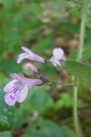 Clinopodium menthifolium subsp. menthifolium \ Wald-Bergminze, Kroatien Velebit 18.8.2016