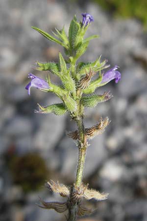 Clinopodium alpinum \ Alpen-Steinquendel, Alpen-Bergminze / Alpine Calamint, Kroatien/Croatia Velebit 18.8.2016