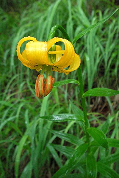 Lilium bosniacum \ Bosnische Lilie, Kroatien Plitvička 3.6.2006