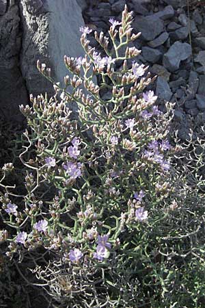 Limonium cancellatum \ Gitter-Strandflieder, Kroatien Senj 18.7.2007