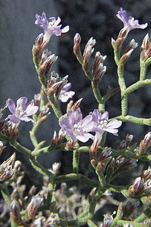 Limonium cancellatum \ Gitter-Strandflieder, Kroatien Senj 18.7.2007