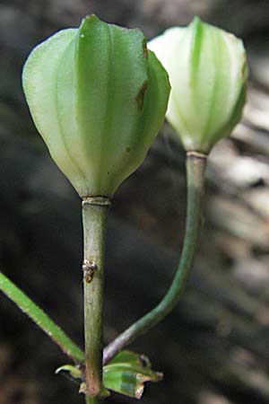 Lilium martagon \ Trkenbund-Lilie, Kroatien Plitvička 19.7.2007