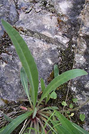 Leontodon incanus \ Grauer Lwenzahn, Kroatien Plitvička 1.6.2008