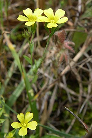 Linum trigynum \ Dreigriffeliger Lein, Kroatien Istrien, Premantura 5.6.2008