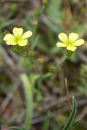 Linum trigynum \ Dreigriffeliger Lein, Kroatien Istrien, Premantura 5.6.2008