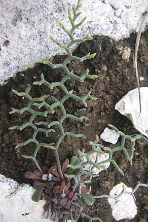 Limonium cancellatum \ Gitter-Strandflieder, Kroatien Istrien, Premantura 5.6.2008