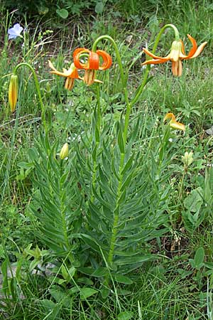 Lilium carniolicum subsp. carniolicum \ Krainer Lilie / Carniolan Lily, Kroatien/Croatia Učka 6.6.2008