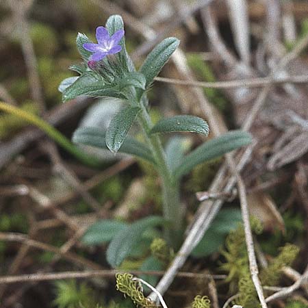 Buglossoides incrassata subsp. incrassata \ Blulicher Acker-Steinsame / Blue Field Gromwell, Kroatien/Croatia Šibenik 2.4.2006