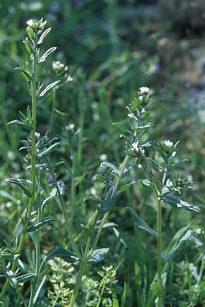 Buglossoides arvensis subsp. arvensis \ Acker-Steinsame, Acker-Rindszunge / Field Gromwell, Kroatien/Croatia Šibenik 8.4.2006