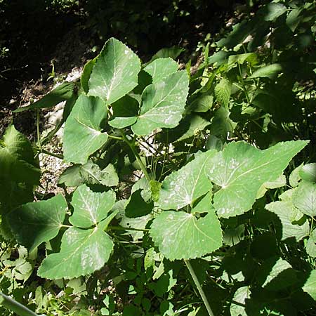 Laserpitium latifolium \ Breitblttriges Laserkraut / Broad-Leaved Sermountain, Kroatien/Croatia Učka 28.6.2010