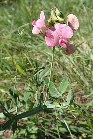 Lathyrus latifolius \ Breitblttrige Platterbse / Broad-Leaved Everlasting Pea, Kroatien/Croatia Istrien/Istria, Vrh 11.8.2016