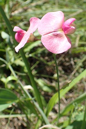 Lathyrus latifolius \ Breitblttrige Platterbse, Kroatien Istrien, Vrh 11.8.2016