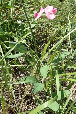 Lathyrus latifolius \ Breitblttrige Platterbse / Broad-Leaved Everlasting Pea, Kroatien/Croatia Istrien/Istria, Vrh 11.8.2016