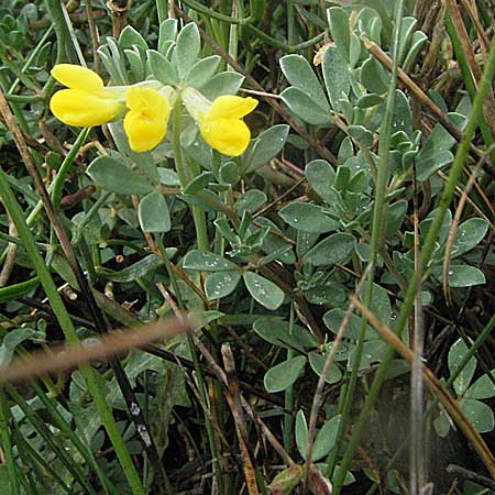 Lotus cytisoides \ Geikleeartiger Hornklee / Grey Bird's-Foot Trefoil, Kroatien/Croatia Istrien/Istria, Premantura 30.5.2006