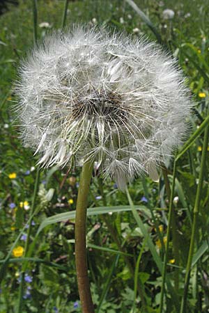 Taraxacum sect. Ruderalia / Dandelion, Croatia Medvednica 5.6.2006