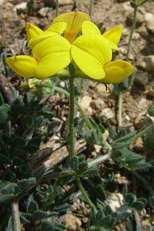 Lotus borbasii \ Slowakei-Hornklee / Borbas Bird's-Foot Trefoil, Kroatien/Croatia Drniš 2.6.2008