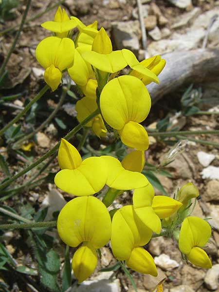 Lotus borbasii \ Slowakei-Hornklee / Borbas Bird's-Foot Trefoil, Kroatien/Croatia Drniš 2.6.2008