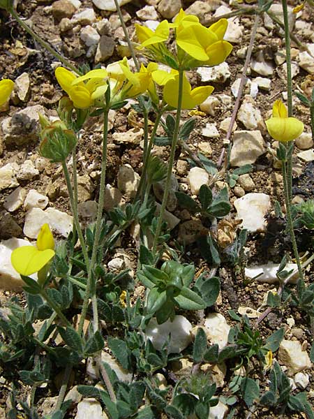 Lotus borbasii \ Slowakei-Hornklee / Borbas Bird's-Foot Trefoil, Kroatien/Croatia Drniš 2.6.2008