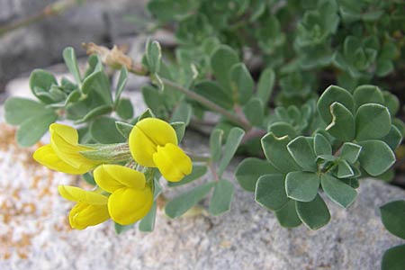 Lotus cytisoides \ Geikleeartiger Hornklee / Grey Bird's-Foot Trefoil, Kroatien/Croatia Istrien/Istria, Premantura 5.6.2008