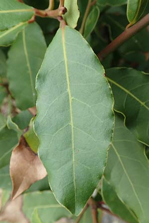 Laurus nobilis \ Echter Lorbeer / Common Laurel, Kroatien/Croatia Istrien/Istria, Lovran 13.8.2016