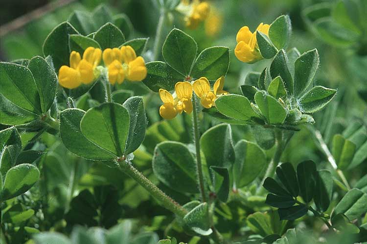 Lotus ornithopodioides \ Vogelfuhnlicher Hornklee / Clustered Bird's-Foot Trefoil, Kroatien/Croatia Hvar, Stari Grad 7.4.2006