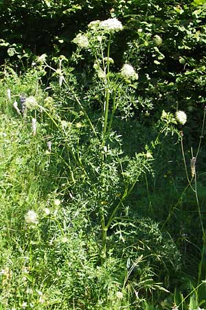 Seseli libanotis \ Heilwurz / Moon Carrot, Kroatien/Croatia Učka 28.6.2010