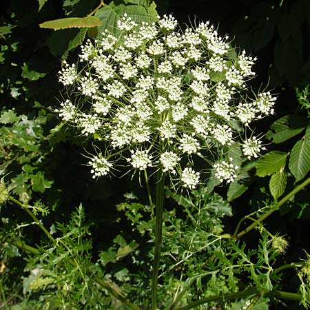 Seseli libanotis \ Heilwurz / Moon Carrot, Kroatien/Croatia Učka 28.6.2010