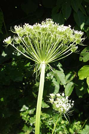 Seseli libanotis \ Heilwurz / Moon Carrot, Kroatien/Croatia Učka 28.6.2010