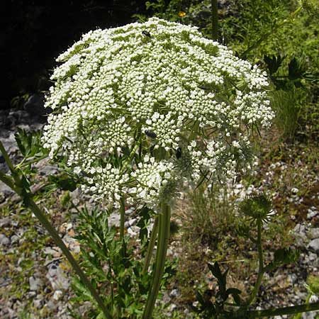 Seseli libanotis \ Heilwurz / Moon Carrot, Kroatien/Croatia Učka 28.6.2010