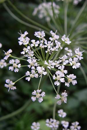 Laserpitium siler \ Berg-Laserkraut, Echter Bergkmmel, Kroatien Plitvička 1.6.2008