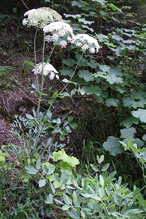 Laserpitium siler \ Berg-Laserkraut, Echter Bergkmmel, Kroatien Plitvička 1.6.2008