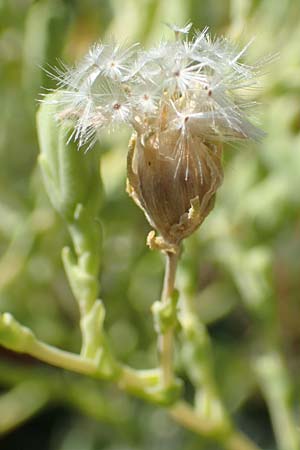 Lactuca sativa \ Kopfsalat / Lettuce, Kroatien/Croatia Istrien/Istria, Lovran 12.8.2016