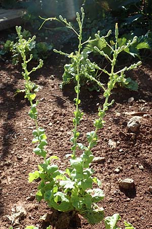 Lactuca sativa \ Kopfsalat, Kroatien Istrien, Lovran 12.8.2016