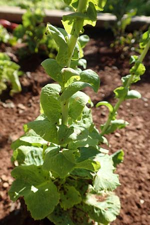 Lactuca sativa \ Kopfsalat, Kroatien Istrien, Lovran 12.8.2016